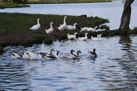 成群的鹅在岸上散步，在干净的秋湖里洗澡。 农业驯化水禽步行。