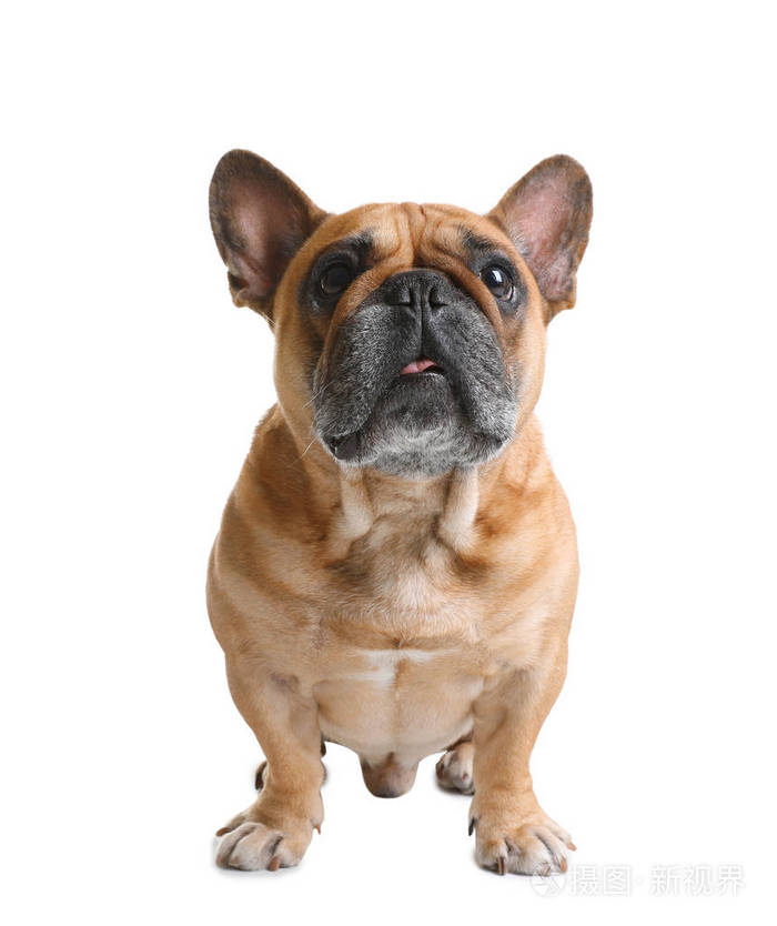 白色背景上可爱的法国斗牛犬 有趣的宠物照片 正版商用图片187m 摄图新视界