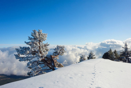 白雪覆盖了群山。 雪中的松树。 蓝天。 厚厚的白云。 海拔高度。 山叫艾皮特里。 克里米亚山。 旅游业。 在克里米亚休息。 冬