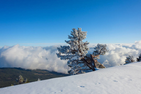 白雪覆盖了群山。 雪中的松树。 蓝天。 厚厚的白云。 海拔高度。 山叫艾皮特里。 克里米亚山。 旅游业。 在克里米亚休息。 冬