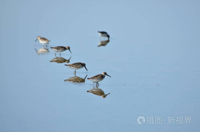 卡里德里斯在其自然栖息地寻找食物。 乌克兰的动物群。 浅场深。