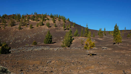 蒙大拿萨马拉在泰德国家公园，一个最不寻常的火山景观之一，与皮科德尔蒂德皮科维耶霍拉斯黑拉斯和开放松林在特内里费加那利群岛的看法