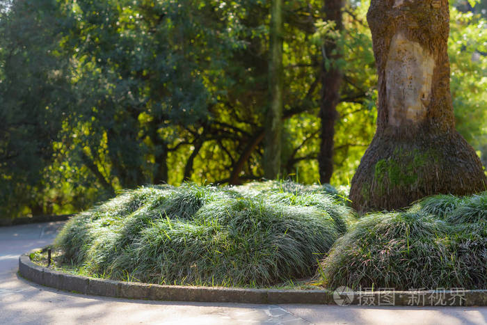 有绿色灌木的花坛. 景观公园. 高大的树. 云杉和松树.