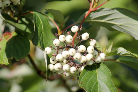 秋山茱萸园中的蔷薇或西伯利亚茱萸的白色浆果照片