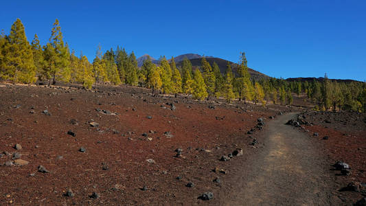 蒙大拿萨马拉在泰德国家公园，一个最不寻常的火山景观之一，与皮科德尔蒂德皮科维耶霍拉斯黑拉斯和开放松林在特内里费加那利群岛的看法