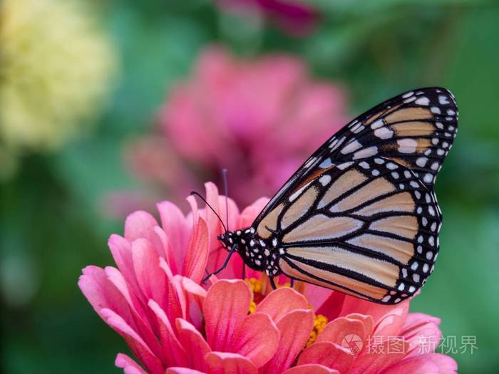 粉红色津尼亚上的帝王蝴蝶