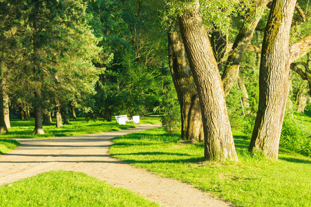 树木运动在城市公园里的树木在夏天下午的小道上为慢跑和运动, 走在