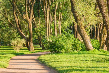 在城市公园里的树木在夏天下午的小道上为慢跑和运动, 走在夏季公园里