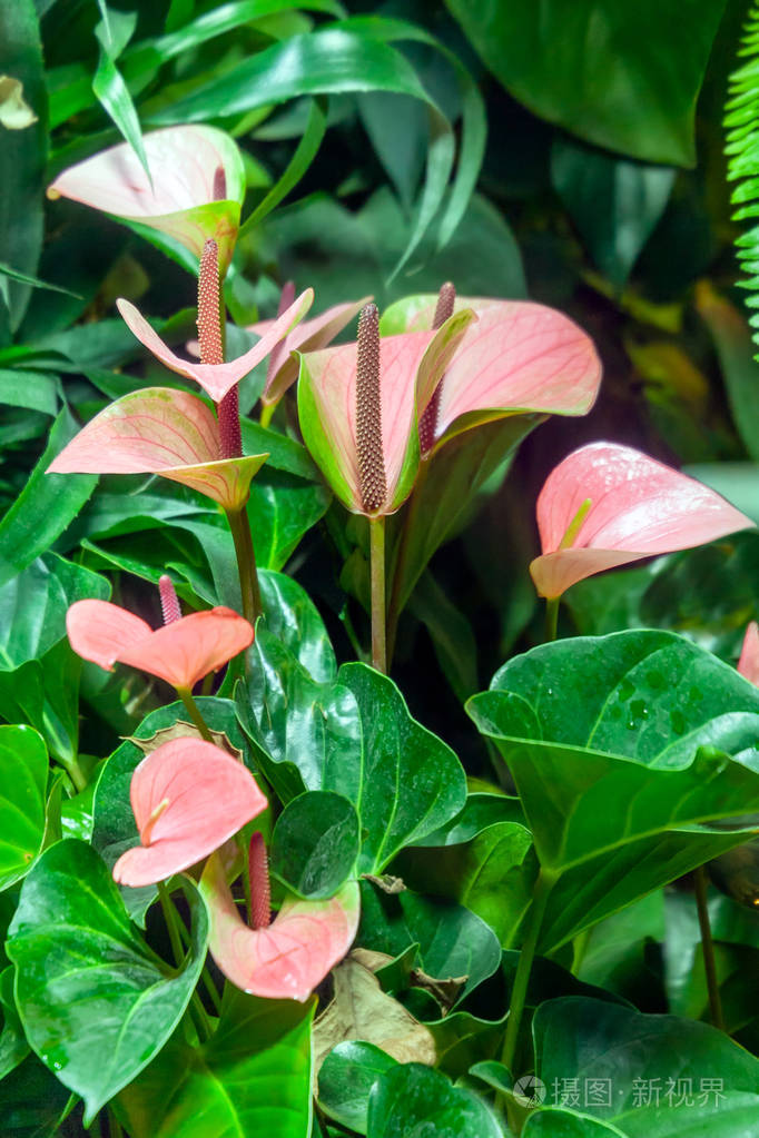 火烈鸟花的开花植物.