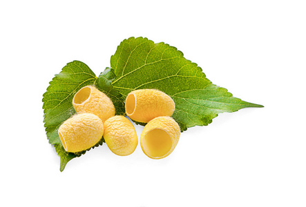 白色背景上分离出的黄色泰国蚕茧.照片