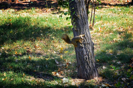 s fox squirrel, the largest species of tree squirrel native to N