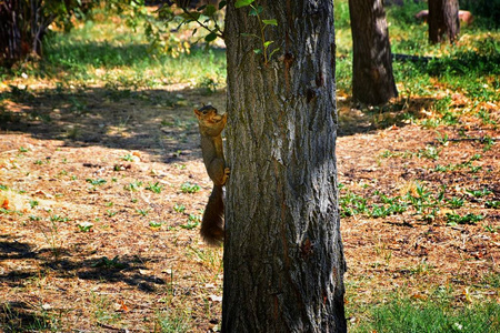 s fox squirrel, the largest species of tree squirrel native to N