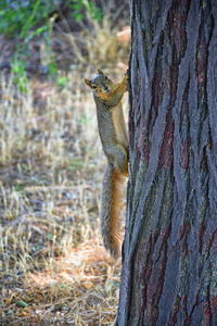 s fox squirrel, the largest species of tree squirrel native to N