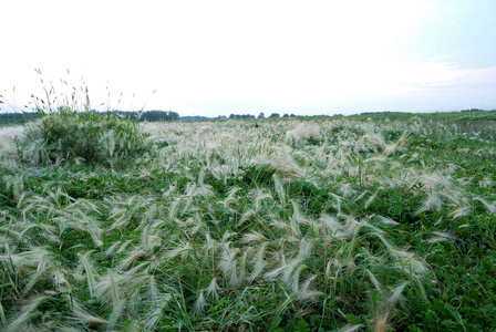俄罗斯欧姆斯克地区，晨露覆盖的羽毛草