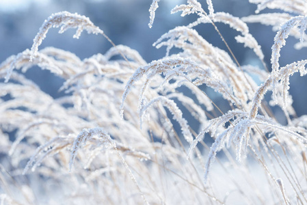 草枝冻在冰里。冬季冻草枝..树枝上覆盖着雪。