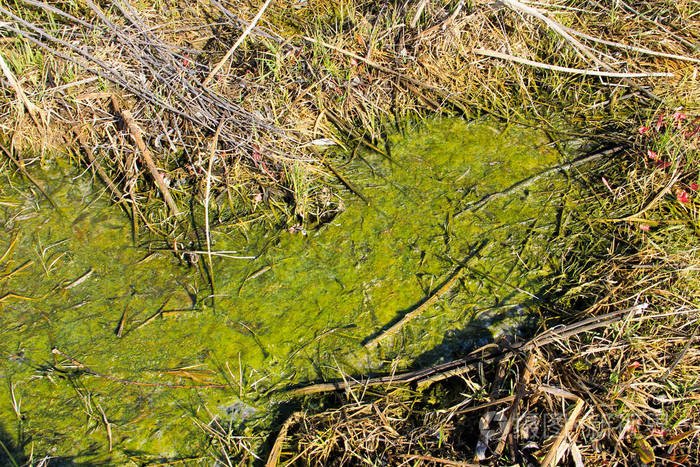 水中有藻类的沼泽地