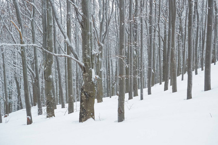 冬季霜冻的山毛榉林。比萨季山脉。波兰