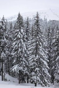 冬天的风景有雪覆盖的森林。白雪覆盖了圣诞树。圣诞树在雪地上美丽的背景。