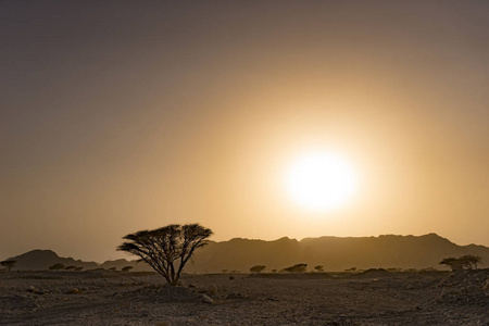 野生沙漠中群山上金色的日落。 雷克阿联酋军。 2018