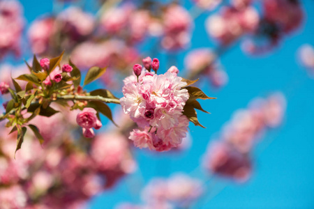 美丽的樱花粉色樱花花自然背景选择性聚焦