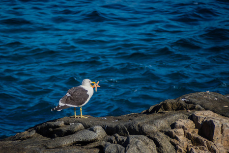 海鸥在萨帕拉尔村附近的智利海岸吃一只海星