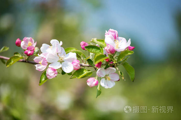 春天的花朵:一棵开花的苹果树在花园背景上的枝条,选择性的聚焦空间