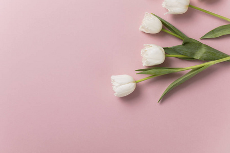 粉彩背景上的白色郁金香花