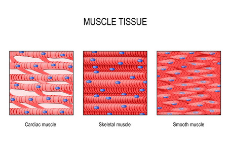 肌肉组织。骨骼肌，平滑胃肠道和心肌心脏。肌肉细胞的类型。医学教育生物学和科学用载体