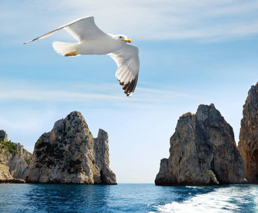 海鸥在卡普里岛的法拉格利尼悬崖附近飞行。 地中海的岩石形成，意大利，欧洲。