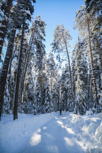美丽的冬季仙境风景，树木上有雪，冰滑路穿过森林，在格劳布恩登恩加丁的山谷里。
