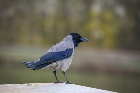 灰色背景上的带帽乌鸦(corvuscoronecornix).