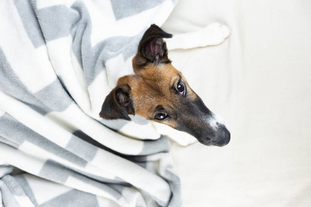 光滑的狐狸猎犬小狗在舒适的毯子上抬头。 可爱的小狗在扔花格子躺在床上，在家的俯视图