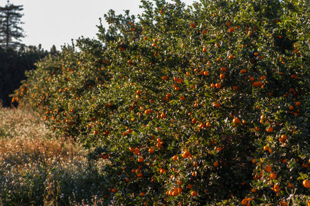 橘子树之间的图像图片