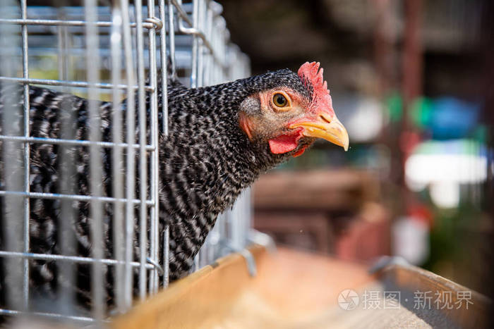 母鸡在泰国农场鸡蛋鸡场吃食物