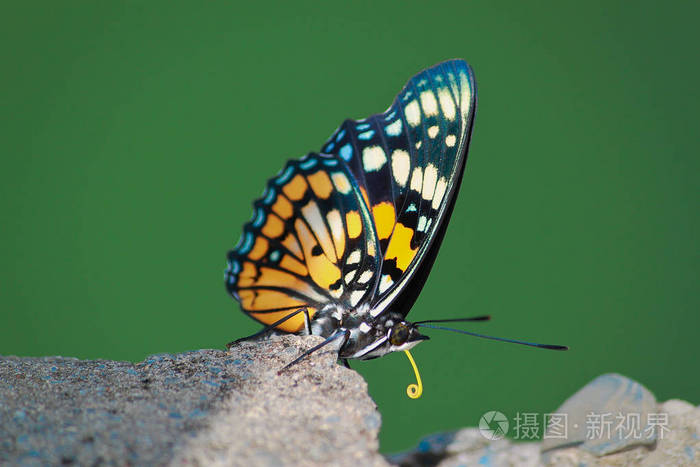 五颜六色的蝴蝶长着黄色的舌头和橙色的翅膀坐在灰色的岩石上