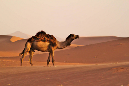 行走的骆驼图片