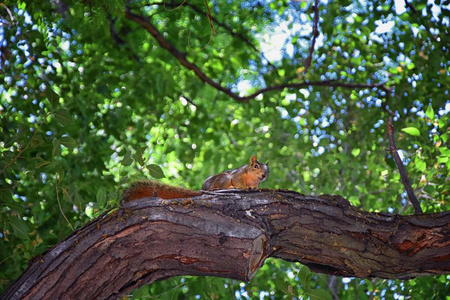 s fox squirrel, the largest species of tree squirrel native to N