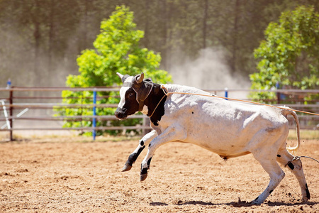 在一个尘土飞扬的乡村牛仔竞技比赛中，一头黑白两色的小牛在一次小牛的中被套上