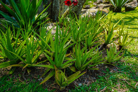 芦荟植物，群包和健康绿色块在土壤上的热带地方照片