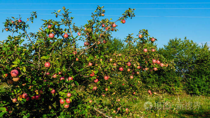 苹果在树上成熟。 背景。 在树上种植苹果。