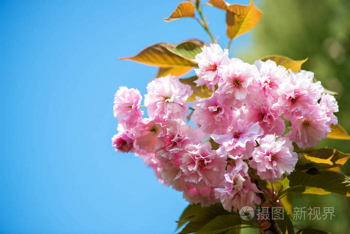 美丽的樱花，粉红色的樱花，自然背景选择性聚焦