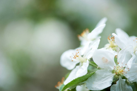 春暖花开在花园背景上开花的苹果树的一个分支选择性聚焦，文本空间