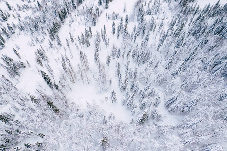 山雪覆盖松林顶部向下鸟瞰。 冬季景观。