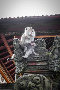 在神圣的猴子森林中的寺庙屋顶上的猴子ubud巴厘岛印度尼西亚