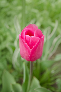 美丽的粉红色郁金香。 郁金香花美丽的背景。 美丽的郁金香盛开