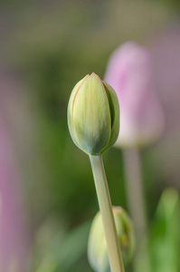 郁金香绿芽，绿叶在花园里生长。 寻找春天的概念