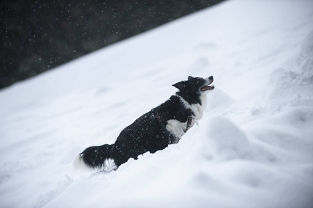 边境牧羊犬冬季景观。 雪上的黑白狗。