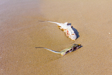 胴体的死亡死的黄貂鱼与切碎的翅膀被海水冲刷在沙滩上。