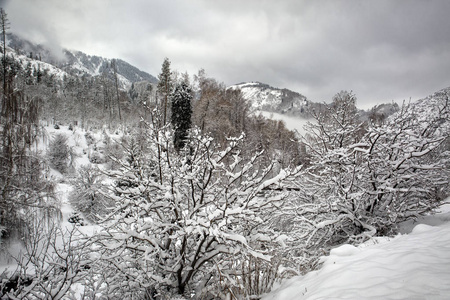 早晨山林中有新鲜雪的冬季景观。