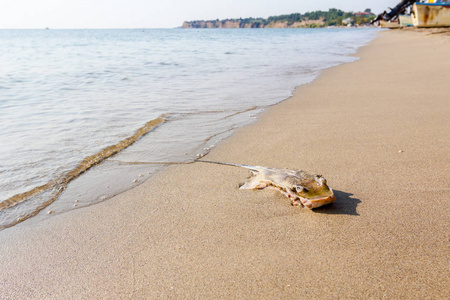 胴体的死亡死的黄貂鱼与切碎的翅膀被海水冲刷在沙滩上。